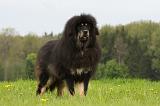 DOGUE DU TIBET 798
